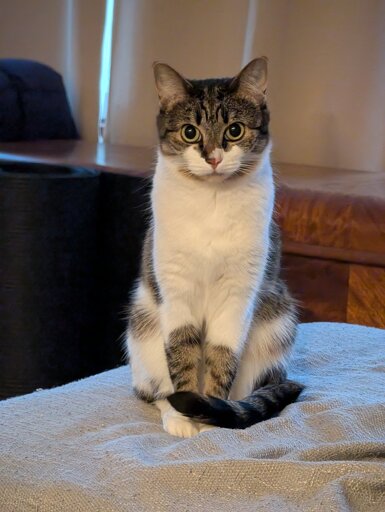A photo of a brown and white tabby cat sitting upright facing the camera with her tail delicately wrapped around her front paws.
