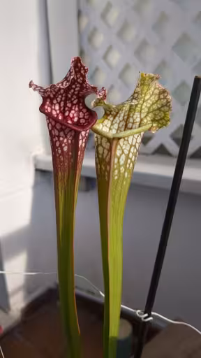 Two Sarracenia "mouths" with a lid. One of them is bright purple and the other one is pale green.