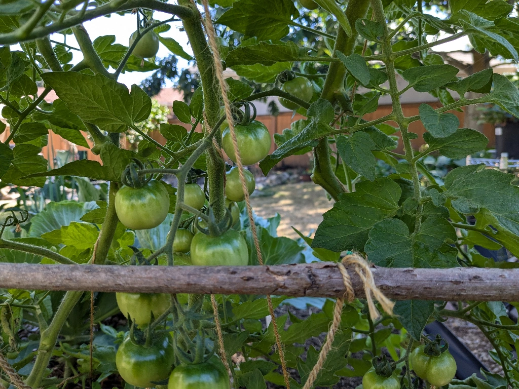 Tomatoes