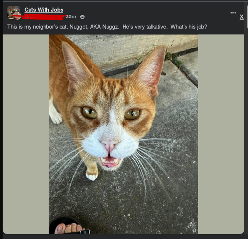 orange/white cat with mouth half open talking