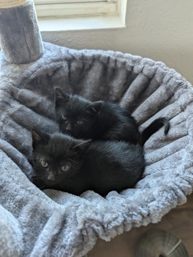 Two black Kittens loafing in a gray hammock.