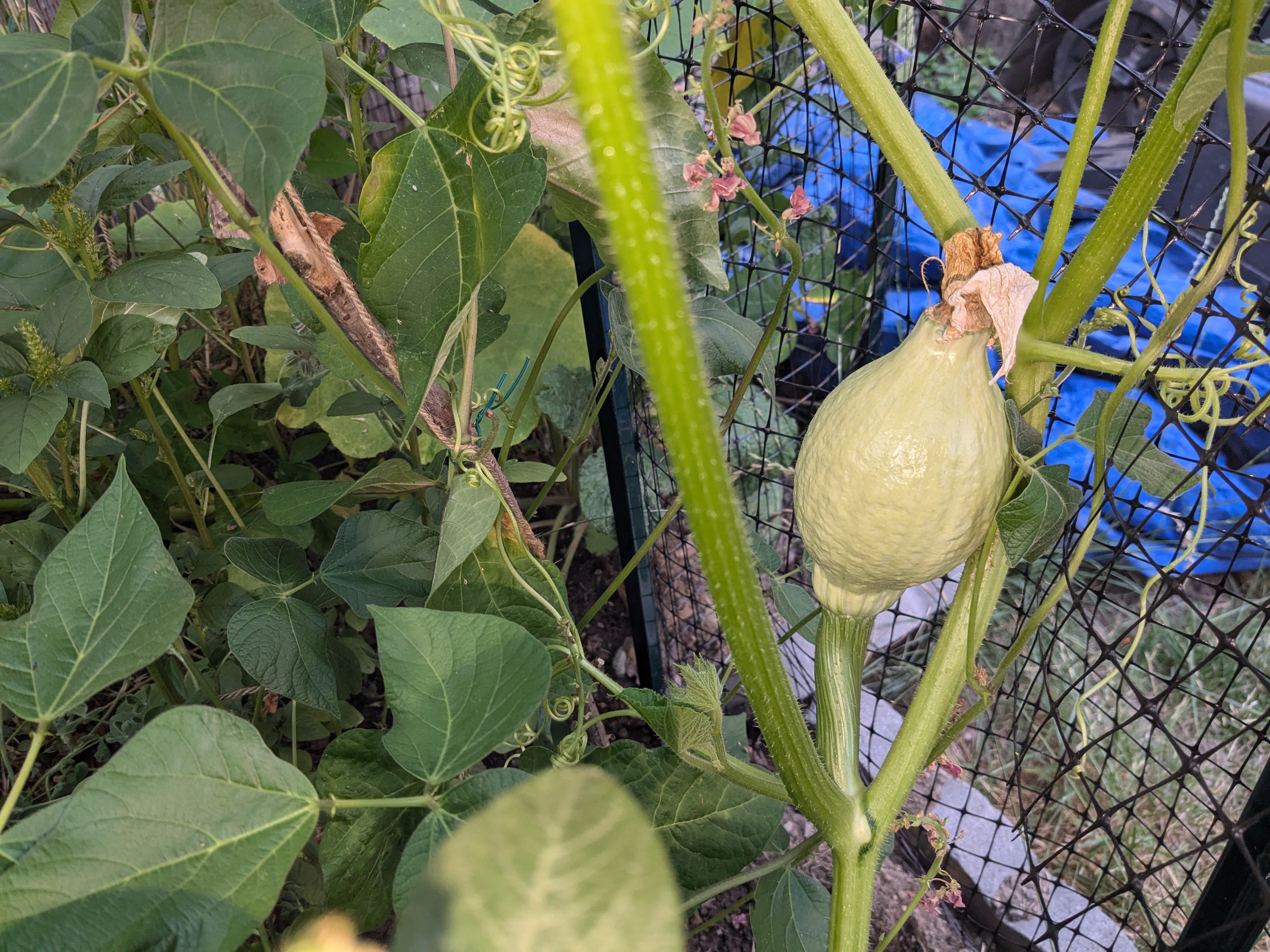 Squash Garden