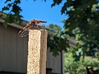 A gorgeous dragonfly in the garden.