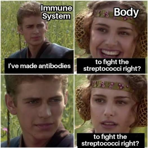 A four-panel meme based on a scene from Star Wars: Episode II – Attack of the Clones. The top-left panel shows a headshot of Anakin Skywalker with the label "Immune System." The top-right panel shows Padmé Amidala smiling with the label "Body." In the bottom-left panel, Anakin looks at Padmé with a serious expression, and in the bottom-right panel, Padmé looks back with a worried and confused expression. The captions at the bottom of each panel read as follows: Top-left: "I've made antibodies"; Top-right: "to fight the streptococci right?"; Bottom-left: (no caption); Bottom-right: "to fight the streptococci right?".