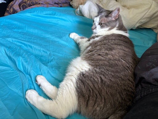 picture of a grey cat