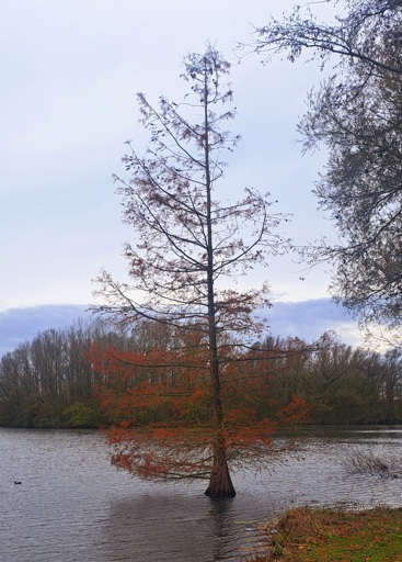 Tree growing in a lake