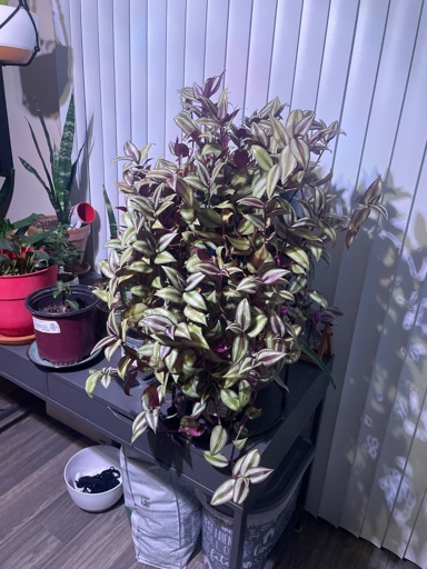 A picture of a mature zebra plant, which has purple and green leaves. There are various other plants on the table, with a curtain in the background. 