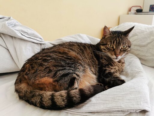 A cat lying on a bed with her eyes open, looking at the camera
