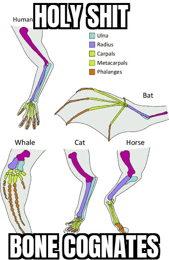 "Holy Shit, Bone Cognates", with examples of mamals similar bones structure