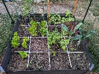 My square foot garden