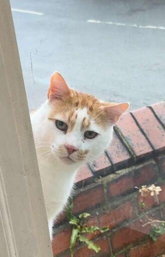 Picture of a cat with a less than impressed face, waiting to be let in. 