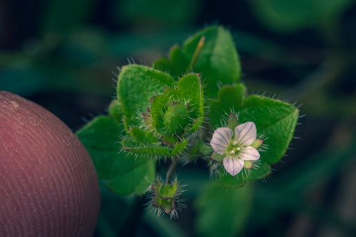 My index finger tip for scale.