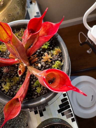 Reddish Heliamphora houseplant with 6 small cone shaped pitchers, one pitcher half-filled with liquid has a dead fly inside.